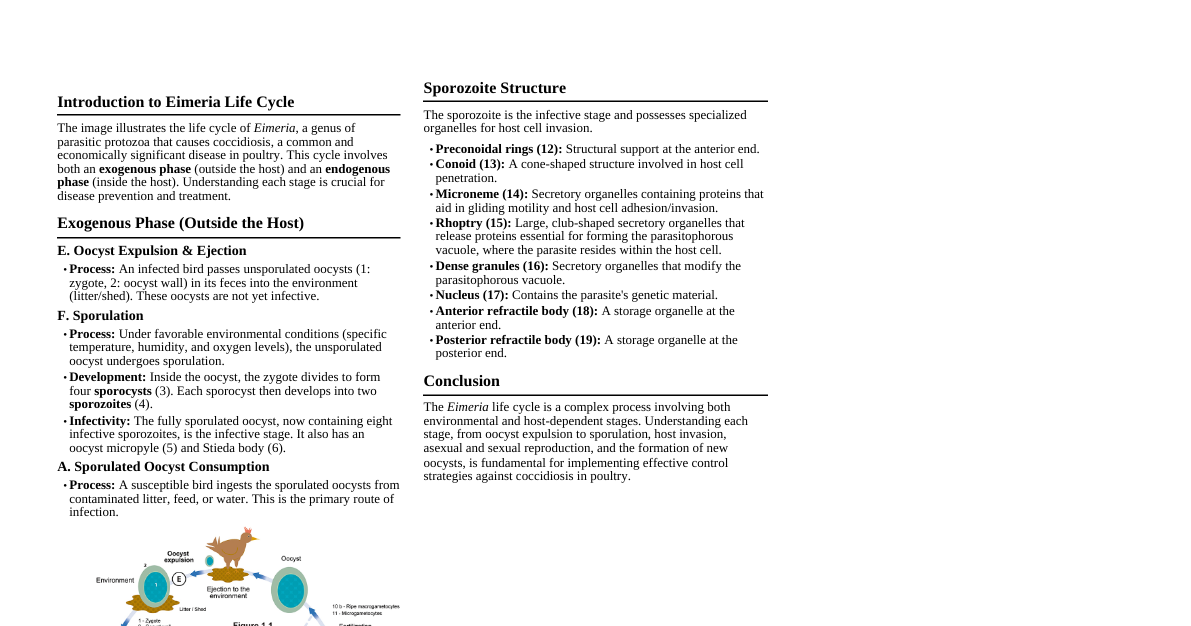 Eimeria Life Cycle (Avian)