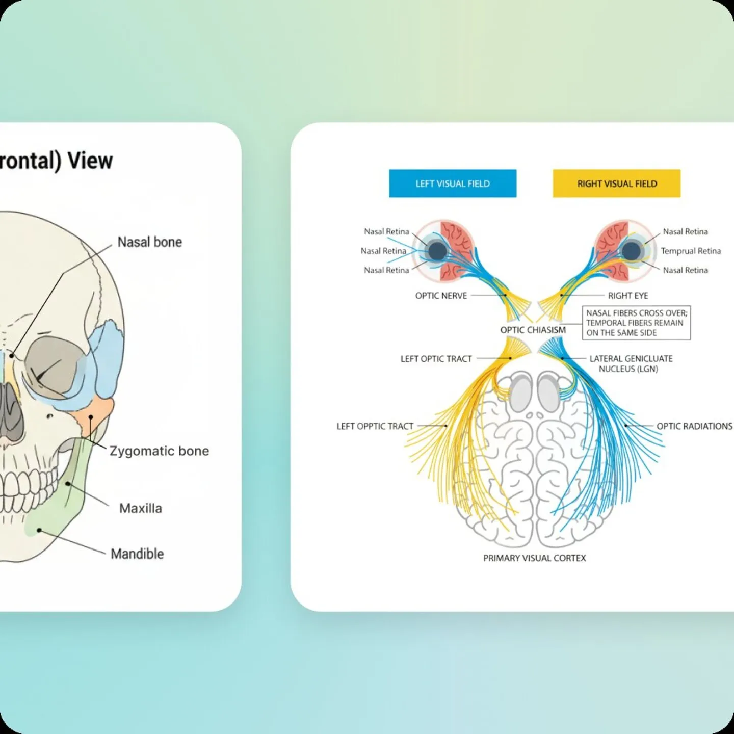 GPAI AI Visualizer creating detailed scientific diagrams including anatomy, circuit diagrams, and network topologies